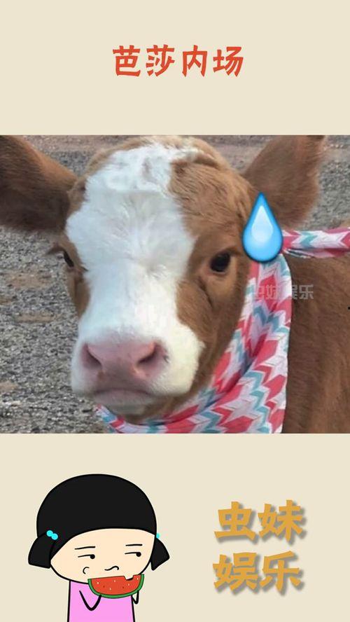 娱乐吃瓜酱图片高清大图,高清大图揭秘娱乐圈幕后风云